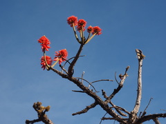 Erythrina abyssinica