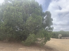 Pinus pinea