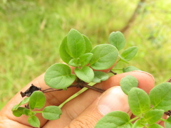 Salpichroa tristis