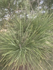 Pinus pinea