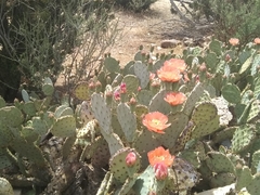 Opuntia × vaseyi