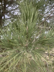 Pinus pinea
