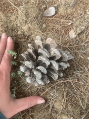 Pinus pinea