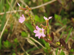 Cuphea ciliata