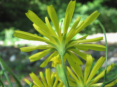 Lapsana communis grandiflora