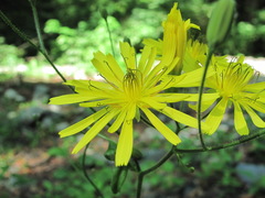 Lapsana communis grandiflora