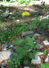 Lapsana communis grandiflora