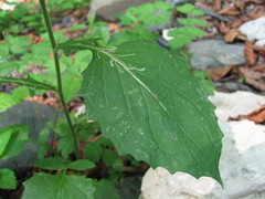 Lapsana communis grandiflora
