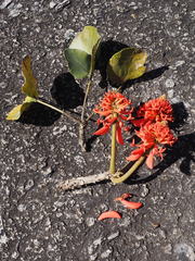 Erythrina abyssinica