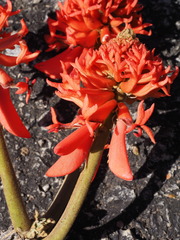 Erythrina abyssinica