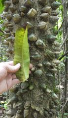 Zanthoxylum gilletii