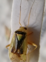 Orthops campestris
