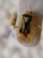 Orthops campestris