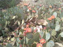 Opuntia × vaseyi