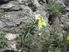 Erysimum flavum