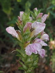 Acanthus montanus