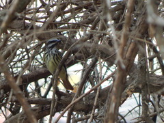 Myiodynastes luteiventris