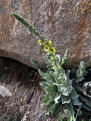 Verbascum rotundifolium