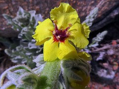Verbascum rotundifolium