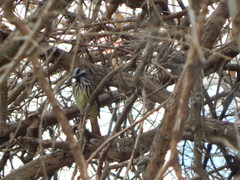 Myiodynastes luteiventris