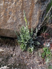 Verbascum rotundifolium