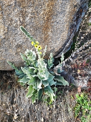 Verbascum rotundifolium