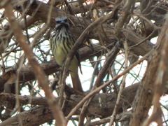 Myiodynastes luteiventris