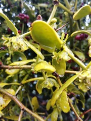 Viscum cruciatum