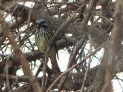 Myiodynastes luteiventris