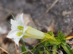Gentiana occidentalis
