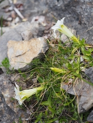 Gentiana occidentalis