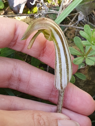 Arisarum vulgare image