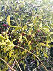 Viscum cruciatum