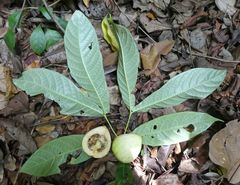 Massularia acuminata