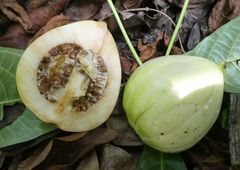 Massularia acuminata