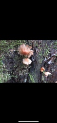 Coprinellus micaceus
