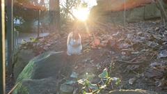 Sciurus carolinensis