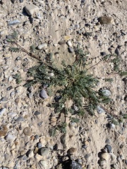Astragalus emoryanus terlinguensis