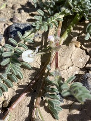 Astragalus emoryanus terlinguensis