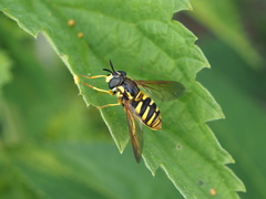 Chrysotoxum cautum