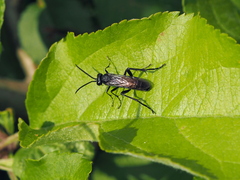 Macrophya annulata
