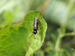 Allantus melanarius