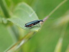 Oedemera virescens