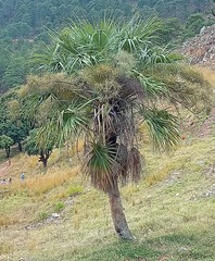 Brahea salvadorensis