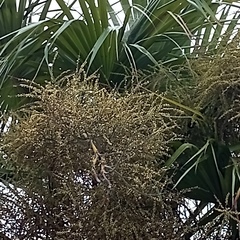 Brahea salvadorensis