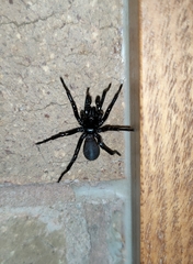 Hadronyche modesta