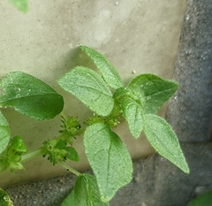 Parietaria micrantha