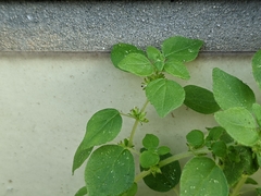 Parietaria micrantha
