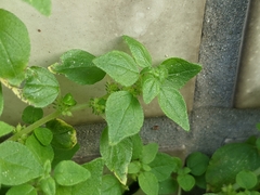 Parietaria micrantha