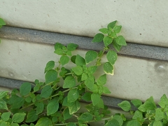 Parietaria micrantha